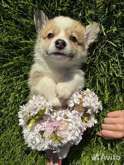 Щенки корги