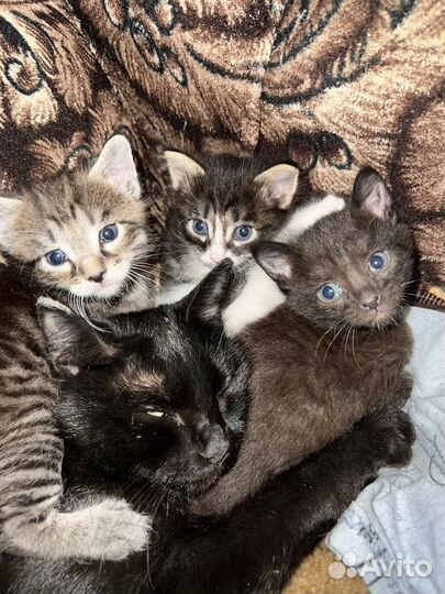 Котята в добрые руки
