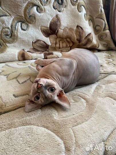 Вязка сфинкс