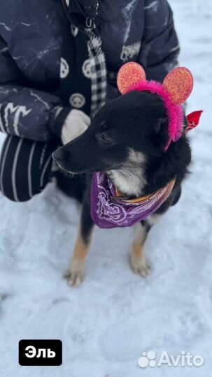 Нежный добрый щенуля грустит в клетке