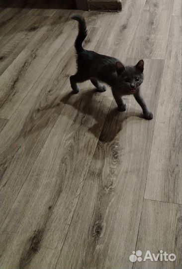 Красивый котенок девочка