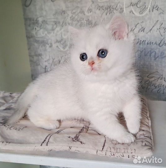 Серебристая шиншилла