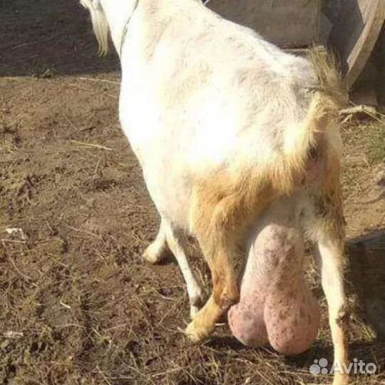 Козел на племя
