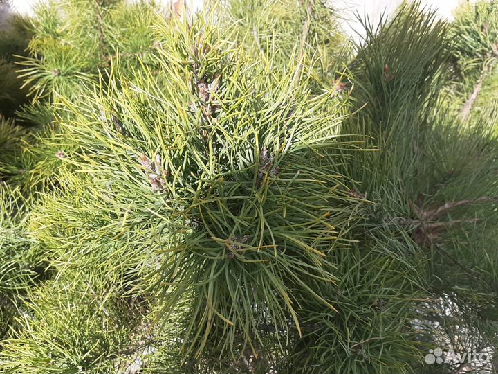 Лапник сосны на новый год