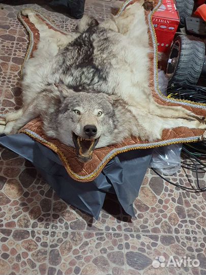 Шкура волка