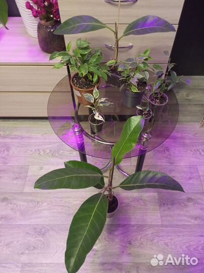 Фикус (можно набором и отдельно)