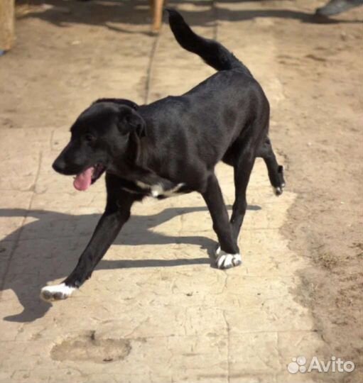 Собаки из приюта. Вы можете их спасти