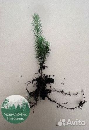 Сеянцы зкс Сосна Ель Лиственница окс Голуб Горн