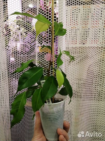 Фикус Голден Моник