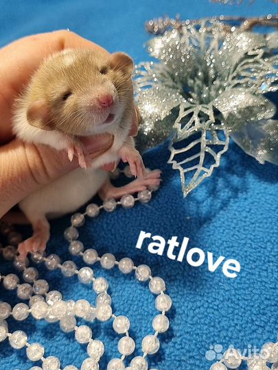 Крысята малыши мальчишки