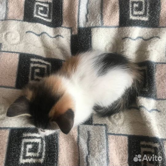 Трёхцветный котёнок