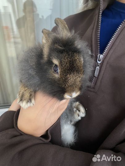 Карликовый кролик