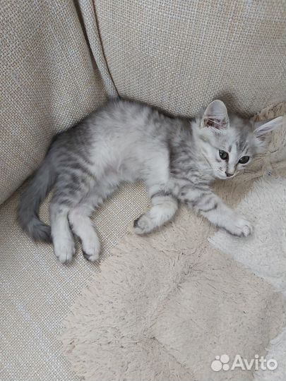 Отдам котенка бесплатно