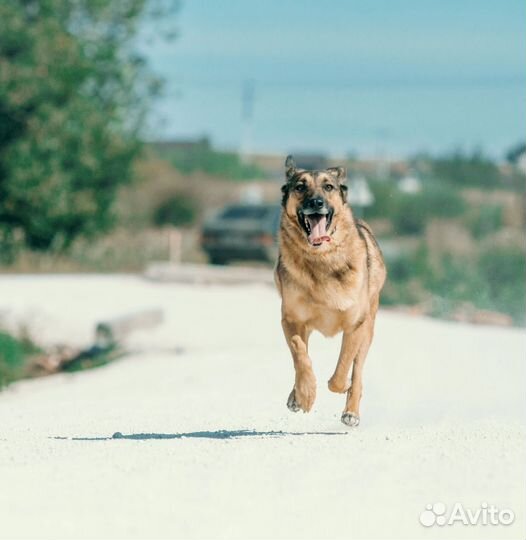 Собака в добрые руки,Щербет
