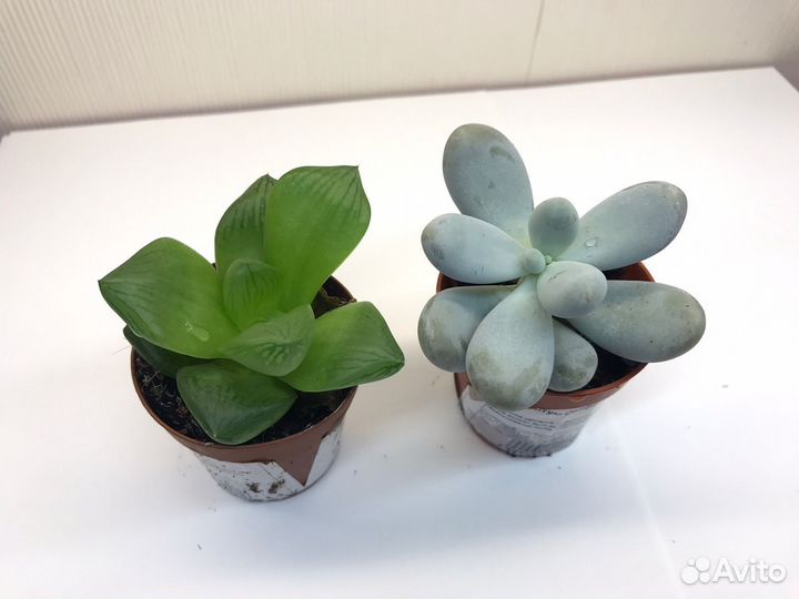 Суккуленты