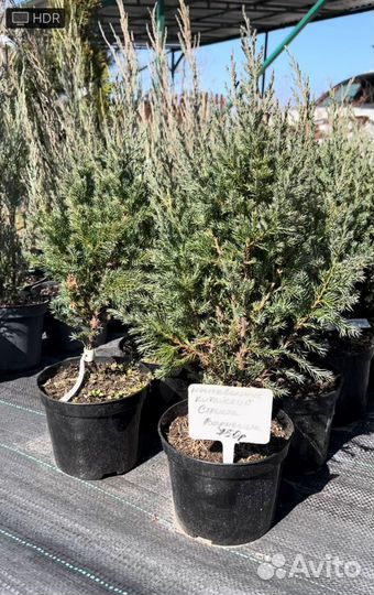 Саженцы хвойных растений туя, можжевельник