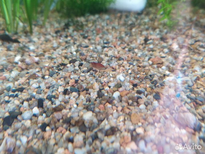 Аквариумные растения