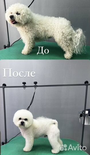 Груминг, стрижка собак, стрижка кошек