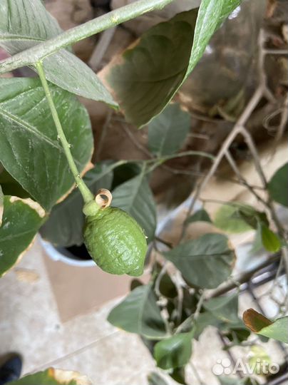 Лимонное дерево