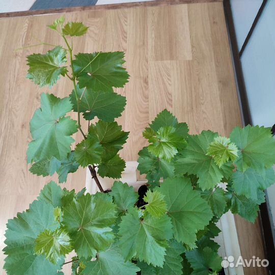 Саженцы винограда