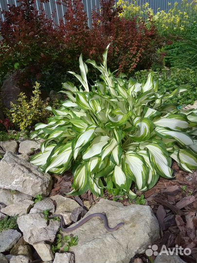 Продам хосты