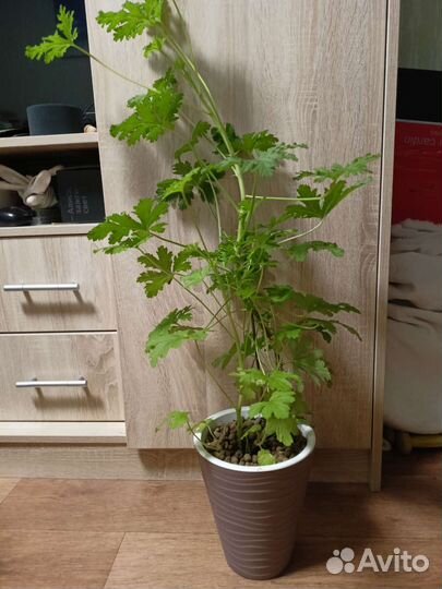 Герань душистая лечебная, крупные кустики,черенки