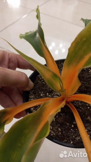 Хлорофитум Грин Оранж (Chlorophytum amanien)
