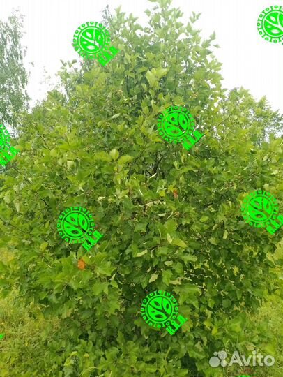 Боярышник супер пышный живой забор