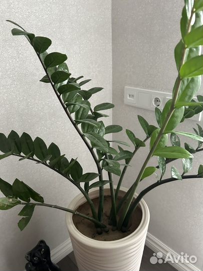 Замиокулькас