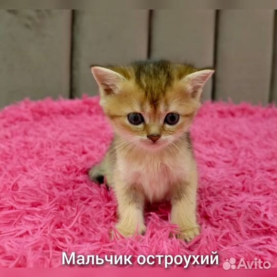 Шотландские золотые шиншиллы котята