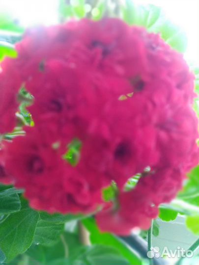 Пеларгония герань