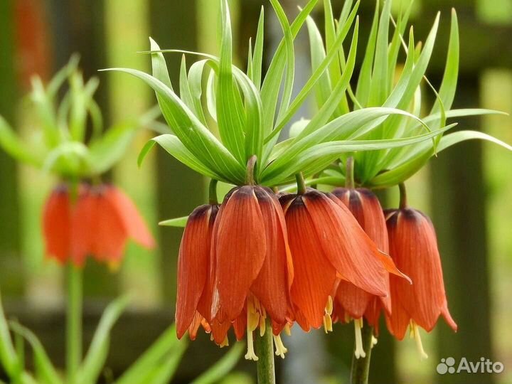 Рябчик императорский