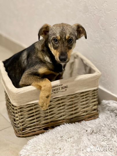 Собака в добрые руки отдам бесплатно