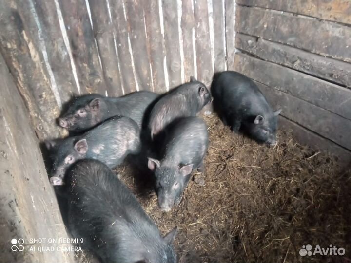 Продам поросят