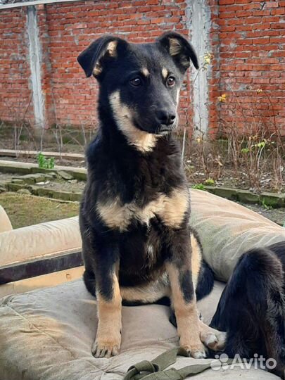 Красавица Полина в добрые руки