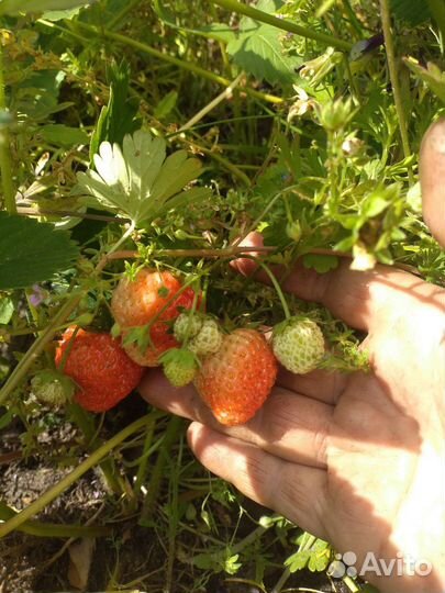 Земклуника клубнизика клубника рассада