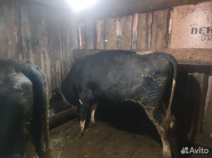 Бык и телка на мясо