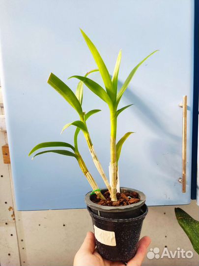 Дендробиум фаленопсис.Dendrobium Burana Stripe