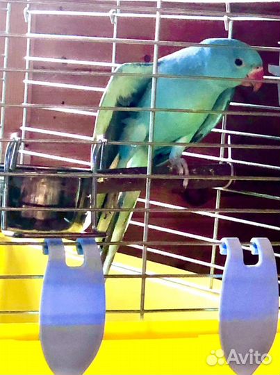 Кольчатые попугаи