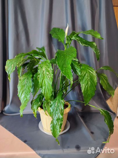 Спатифиллум