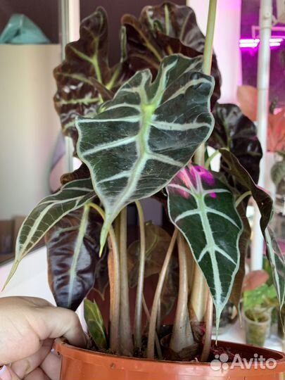 Алоказия амазоника