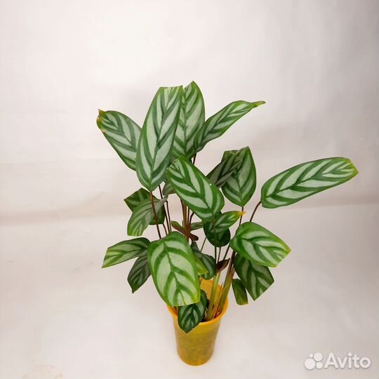 Ктенанта оппенгейма