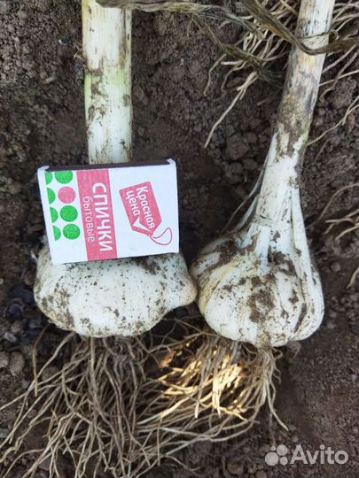 Озимый чеснок 20 сортов. Шадейка,Любаша