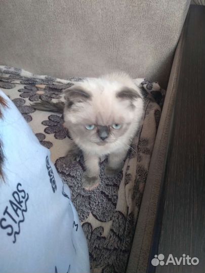 Кошка шотландская вислоухая