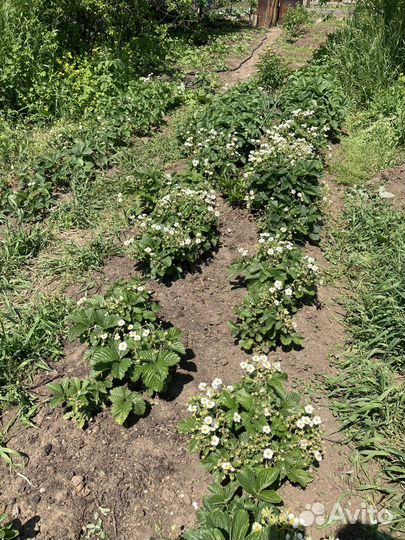 Рассада клубники