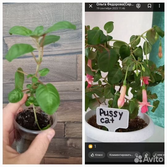 Фуксия сортовая