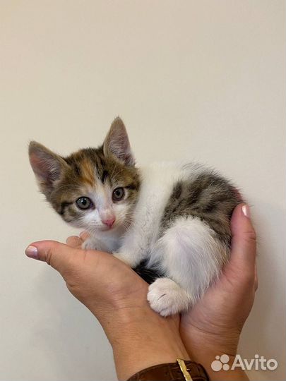 Кошка в добрые руки