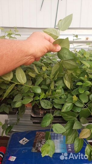 Черника голубика саженцы 3х летние