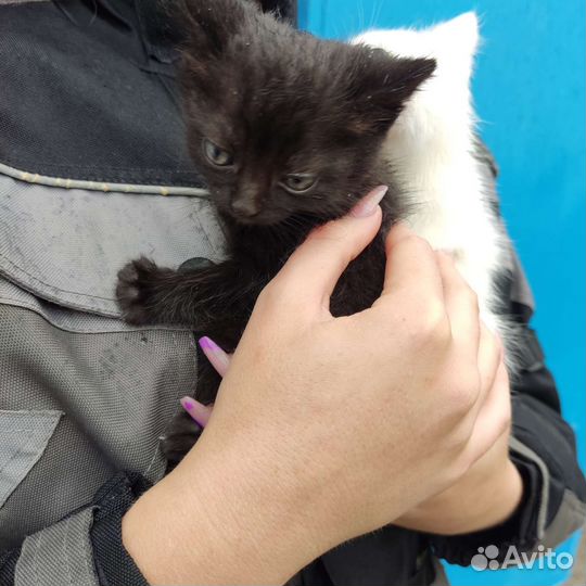 Отдам в хорошие руки бесплатно