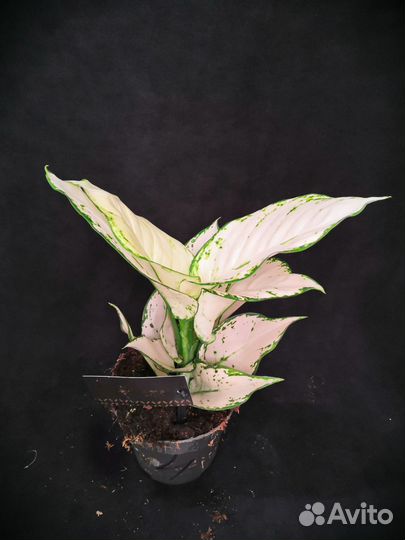 Аглаонема супер вайт 12/30